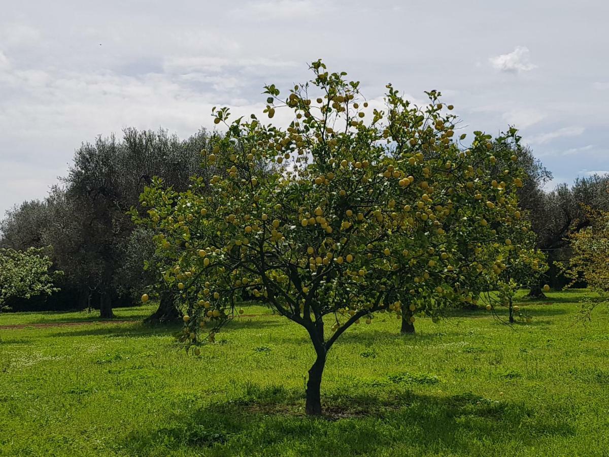 Masseria Pisciani Torchiarolo Eksteriør bilde